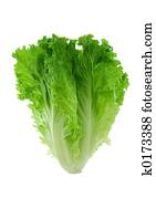 Lettuce Lettuce