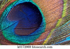 Peacock Feather Peacock Feather