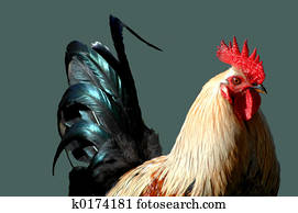 Rooster Morning Walk