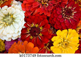Zinnia Bouquet