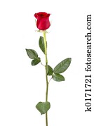 גזע ארוך עלה