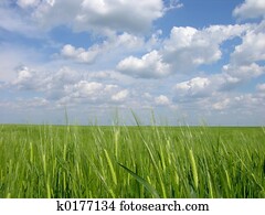 חיטה ירוקה, תחום