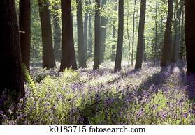 Bluebell woods Bluebell woods