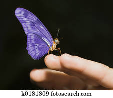 Purple Butterfly