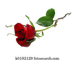 Red rose white background