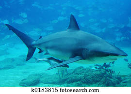 Shark Shark