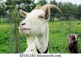 Strange goat Strange goat