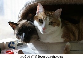 Cats Cats