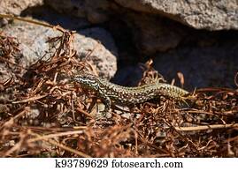 Common wall lizard sunbathing in the morning