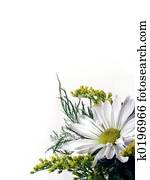 Daisy On White Daisy On White