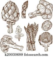 engraving of green vegetables engraving of green vegetables