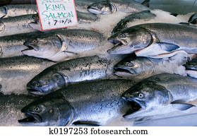 Fresh salmon Fresh salmon