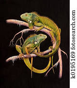 Iguanas Iguanas