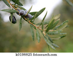 Olive branch 2 Olive branch 2