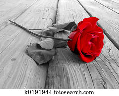 Rose On Wood BW Rose On Wood BW