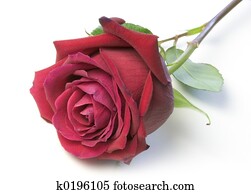 Rose Rose
