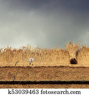 Thatched Roof Covered With Reed Straw Thatched Roof With Reed Stock Image K52991993 Fotosearch