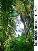 Tropical forest 25