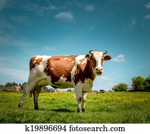 vaca