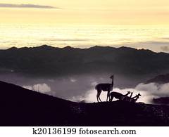Vicugna. Cordillera Occidental, Andes, central Ecuador, near the inactive stratovolcano Chimborazo