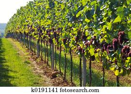 Wine grapes rows Wine grapes rows