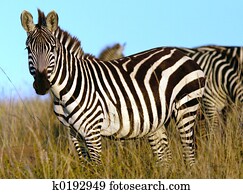 Zebra Zebra