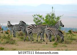 zebras