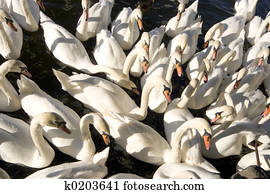 cisnes, cisnes, cisnes
