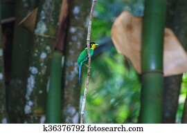 colorful bird long tailed broadbill on tree branch