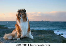 Dog in the Wind Dog in the Wind