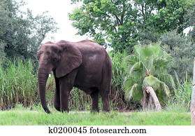 Elephant Elephant