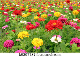 Field of flowers
