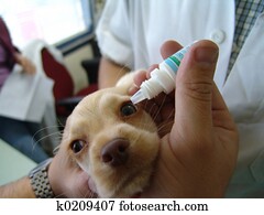 filhote cachorro, e, veterinário