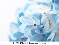 Hydrangea Flowers Ba Hydrangea Flowers Ba