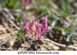 Illyric Montpellier Milk Vetch