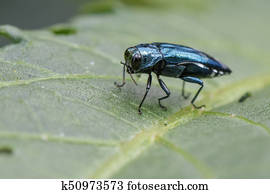 Image of Emerald Ash Borer Beetle on a green leaf. Insect. Animal