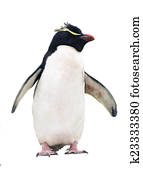 Isolated macaroni penguin