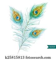 Peacock feather Peacock feather