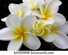 Plumeria Plumeria