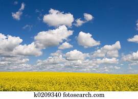 Summer Prairie Summer Prairie
