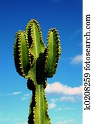 tree cactus tree cactus