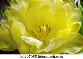 tulips tulips