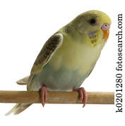 Blau, budgie, wellensittich, vogel Stock Bild | k4584123 | Fotosearch