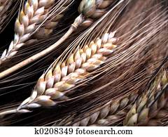 wheat wheat