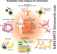 antibodies antibodies