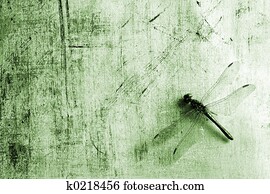 Dragonfly Dragonfly