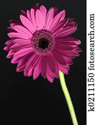 Flower Flower