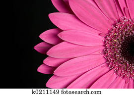 Flower Flower
