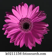 Flower Flower