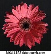 Flowers Flowers